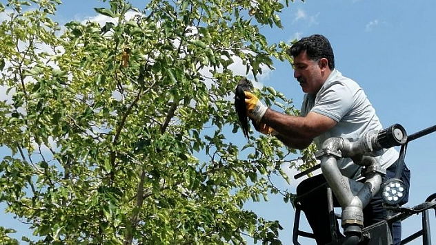 Bingöl'de ayağı ağaç dalına takılı kalan karga kurtarıldı