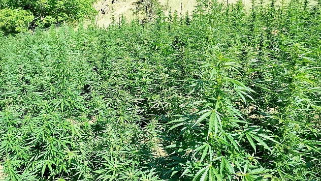 Bingöl'de bin 400 kök kenevir bitkisi ele geçirildi