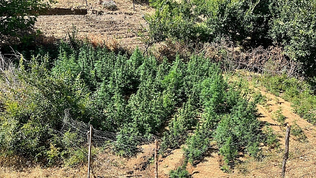 Bingöl'de bin 651 kök kenevir bitkisi ele geçirildi