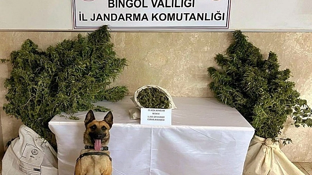 Bingöl'de bir evde 25 kök kenevir ve esrar ele geçirildi