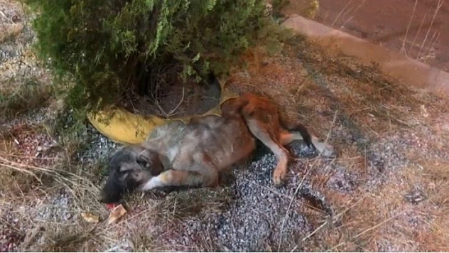 Bingöl'de bitkin halde bulunan köpek tedavi altına alındı