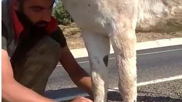 Bingöl'de iki ayağı bağlı eşeği vatandaşlar kurtardı