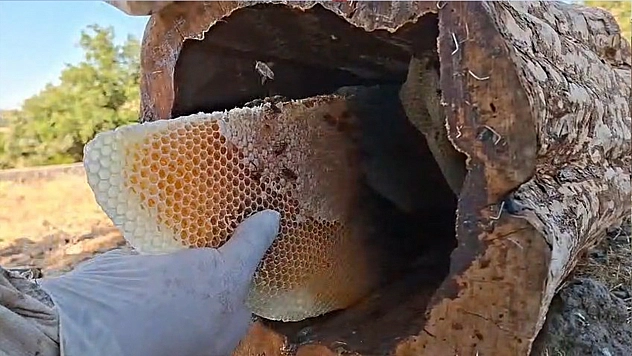 Bingöl'de organik 'kütük balı' hasadı başladı