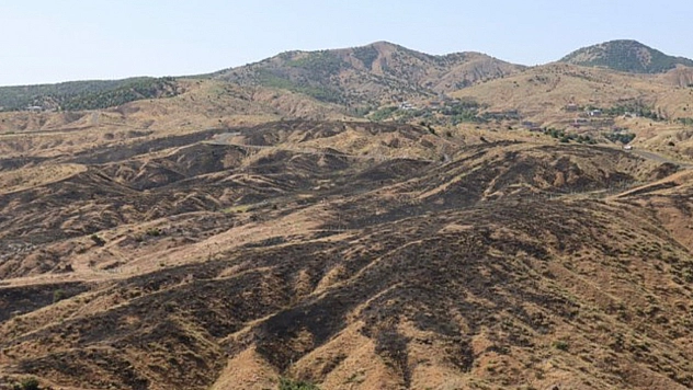 Bingöl'de orman yangını!