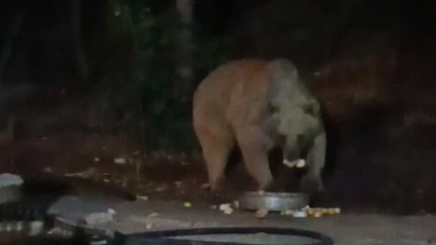 Bingöl'de şantiye alanına inen ayı karnını doyurdu