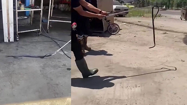 Bingöl'de tamirciye giren yılan paniğe neden oldu