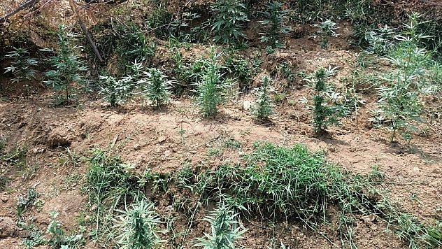 Bingöl'de uyuşturucuya geçit yok!