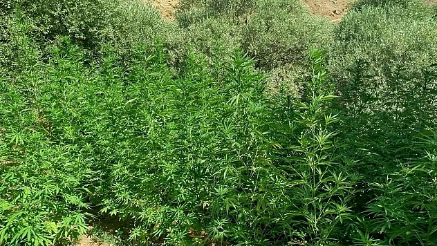 Bingöl'de uyuşturucuyla mücadele