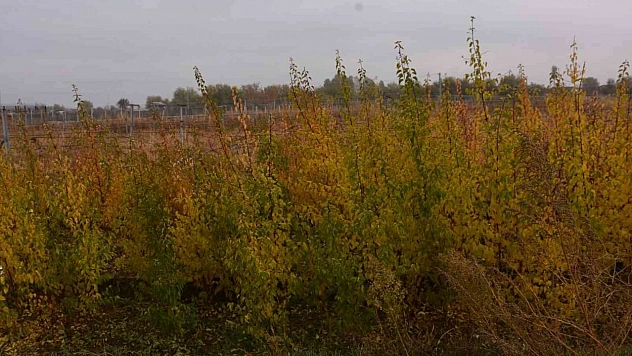 Bingöl'de vatandaşlara 300 adet kayısı fidesi dağıtıldı