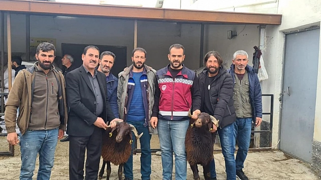 Bingöl'de yetiştiricilere koç desteği verildi