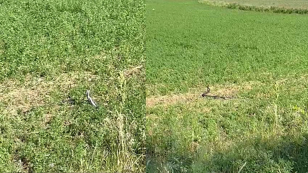 Bingöl'de yılanların dansı kamerada