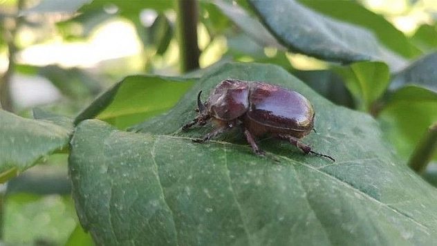 Bir dönem herkesin dikkatini çeken gergedan böceği görüntülendi
