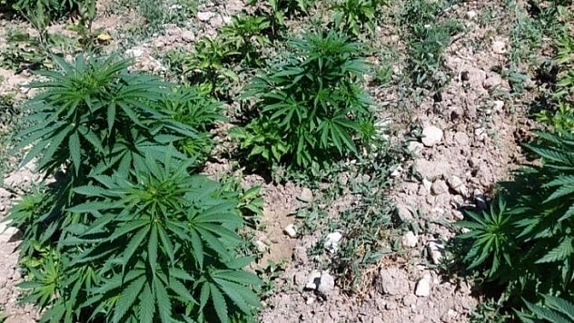 Bir evin bahçesinde 505 kök Hint keneviri ele geçirildi