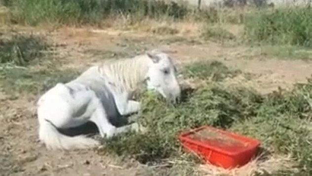 Bitkin halde bulunan at tedavi altına alındı
