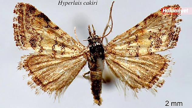 Bitlis Eren ve Batman Üniversitelerinden yeni kelebek türü keşfedildi