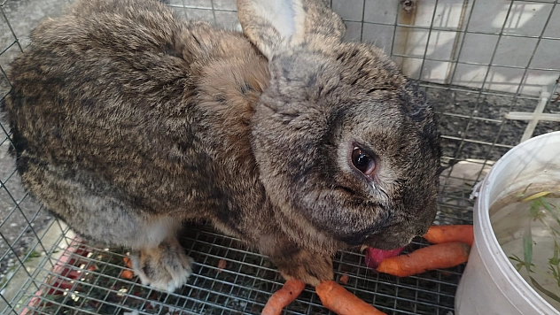 Böyle tavşan görülmedi:'Günde 2 kilo havuç tüketiyor'