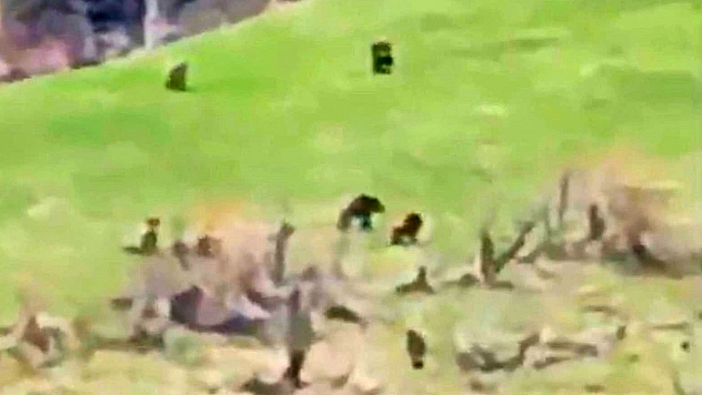 Böylesi ilk kez görüntülendi Tunceli'de Kış uykusundan uyanan 8 bozayı bir arada