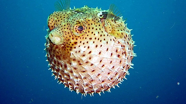 Bu Balığı Tutana Ödül Var!