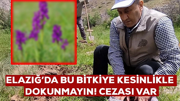 Bu bitki Elazığ'da yetişiyor: Koparılması yasak! 26 kişiye toplamda 2 milyon 964 bin TL ceza kesildi