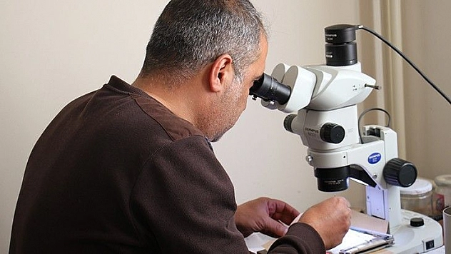 Bu böcek dünyada ikinci, Türkiye'de ilk defa Elazığ'da görüldü