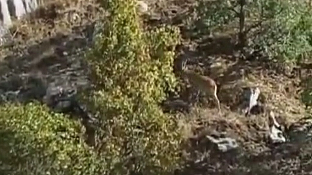 Bu kez Maden'de görüntülendi