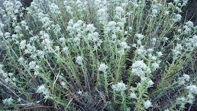 Bu Ot Şifa Barındırıyor