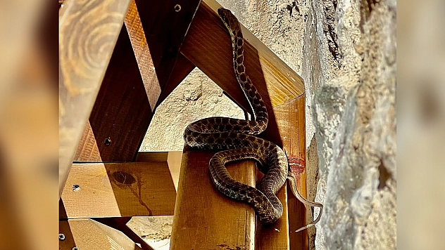 Camii Avlusunda Yılan  