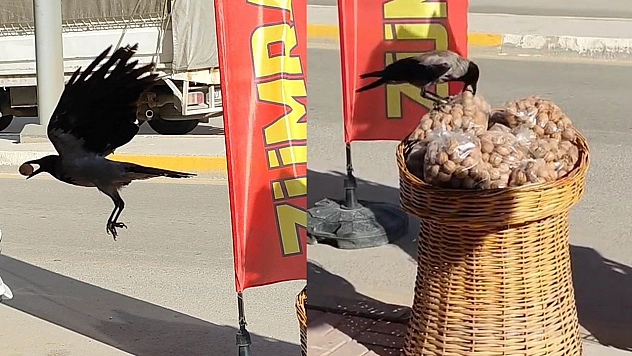 Ceviz hırsızı karga kameralara yakalandı