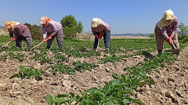 Çiftçilere müjde! Destek ödemeleri hesaplara aktarıldı
