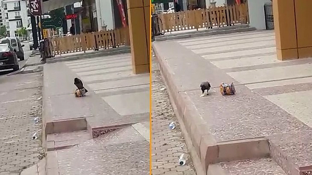 Cips Hırsızı Karga Kameralara Yakalandı