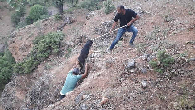 Çukurda mahsur kalan köpek kurtarıldı