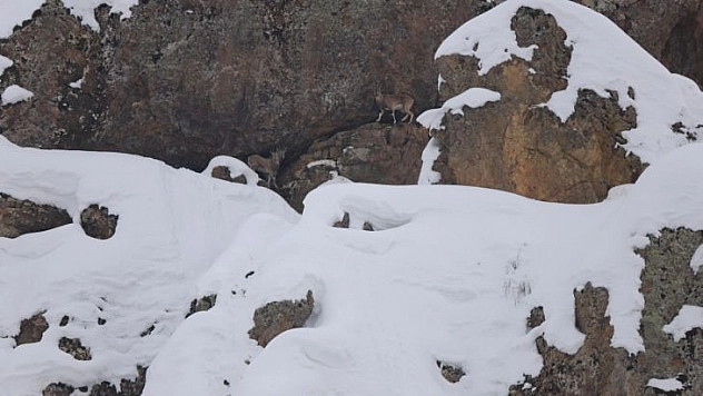 Dağ keçileri için 250 kilo otu doğaya bıraktılar