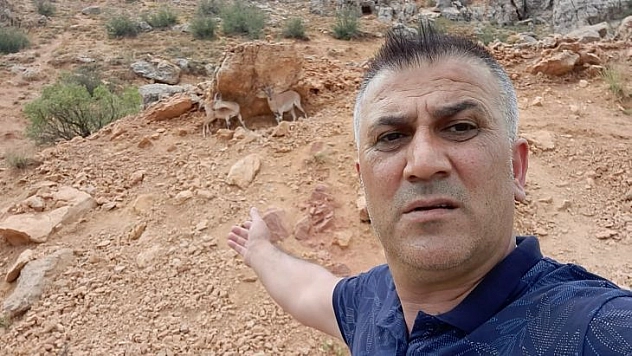 Dağ keçileri karayoluna indi, vatandaşlar cep telefonlarına sarıldı