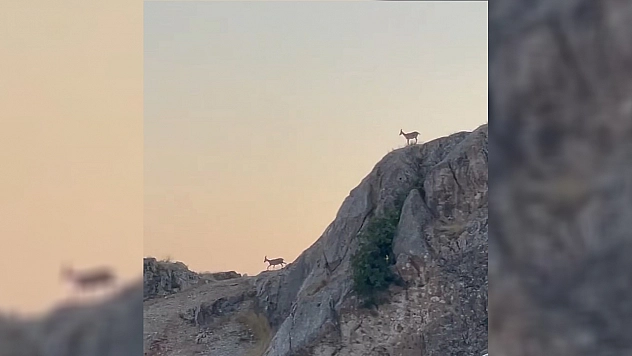 Dağ Keçileri Sürü Halinde Harput'ta Görüntülendi