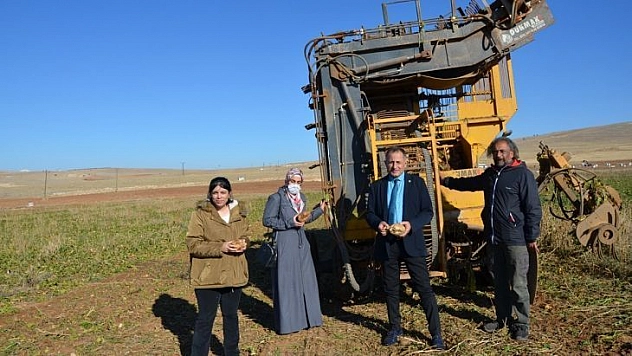 Darende'de pancarda yüksek rekolte sevinci