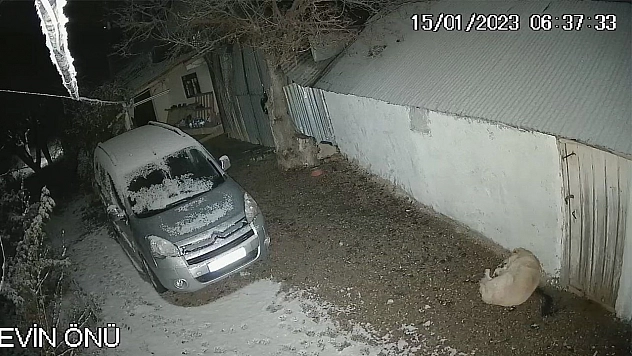Depreme uykusunda yakalanan köpeğin o anları kamerada