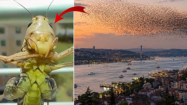 Dev çekirge sürüsü yayılıyor! Bir il daha alarm verdi