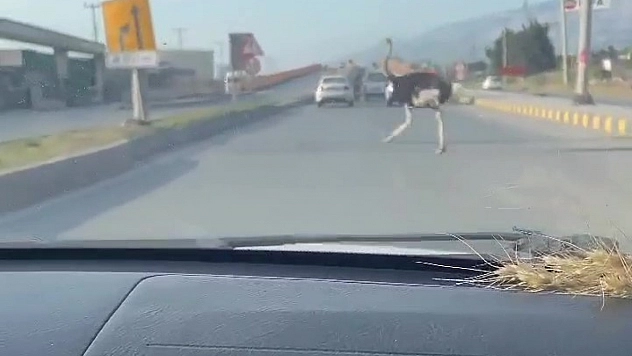 Deve kuşunu trafikte gören vatandaşın şaşkınlık yaşadığı anlar görenleri gülümsetti
