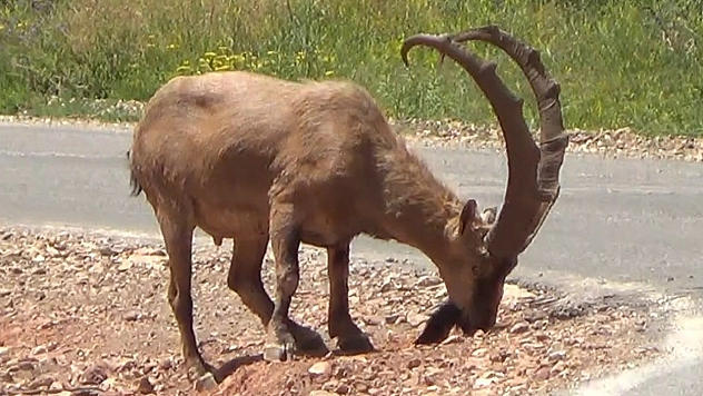 Dikkat Keçi Çıkabilir!