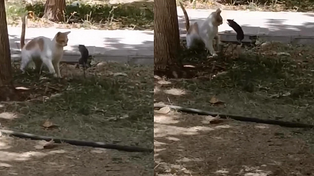 Diyarbakır'da ilginç görüntüler: Fare yavru kediye saldırdı