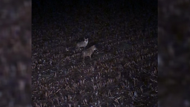 Diyarbakır'da Kurtlarla Göz Göze Gelen Vatandaş Müziğin Sesini Açtı