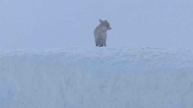 Doğa koruma ekiplerini bekleyen tilkiler dikkat çekti