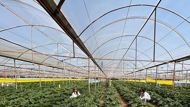 Doğal çiçek soğanlarında hasat öncesi kontroller tamamlandı