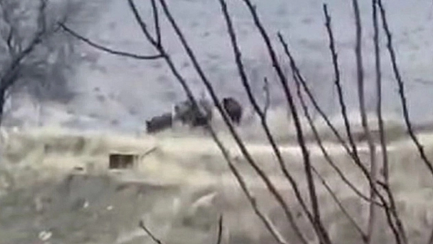 Doğanın Süper İstilacısı Elazığ'da Görüntülendi! Yakında Dünyanın Her Yerini Dolduracaklar!