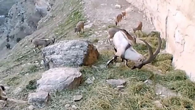 Doğaya bırakılan yemleri yiyen keçiler görüntülendi