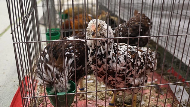 Doğu ve Güneydoğu'nun en güzel horoz ve tavukları belirlendi