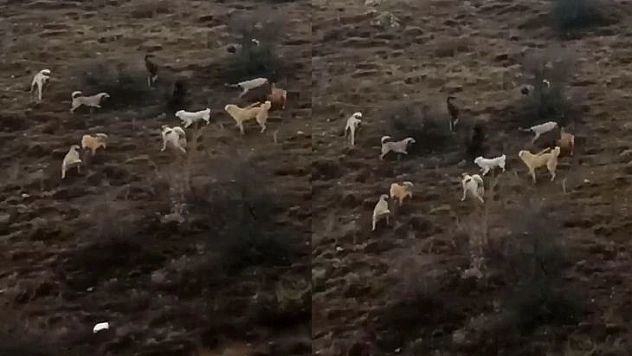 Domuz ile Köpekler Arasında Amansız Mücadele