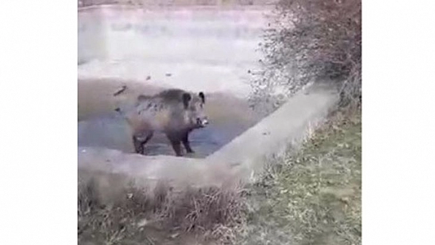 Domuzun Tepkisi Karşısında Neye Uğradıkları Şaşırdılar