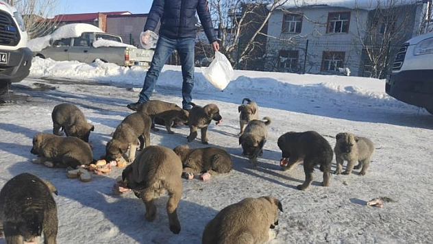Donmak üzere olan 17 yavru köpeğe vatandaşlar sahip çıktı