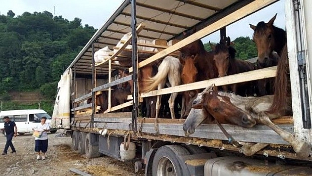 Düğünde kesilmek üzere götürdüğü atları tır parkında ölüme tek etti